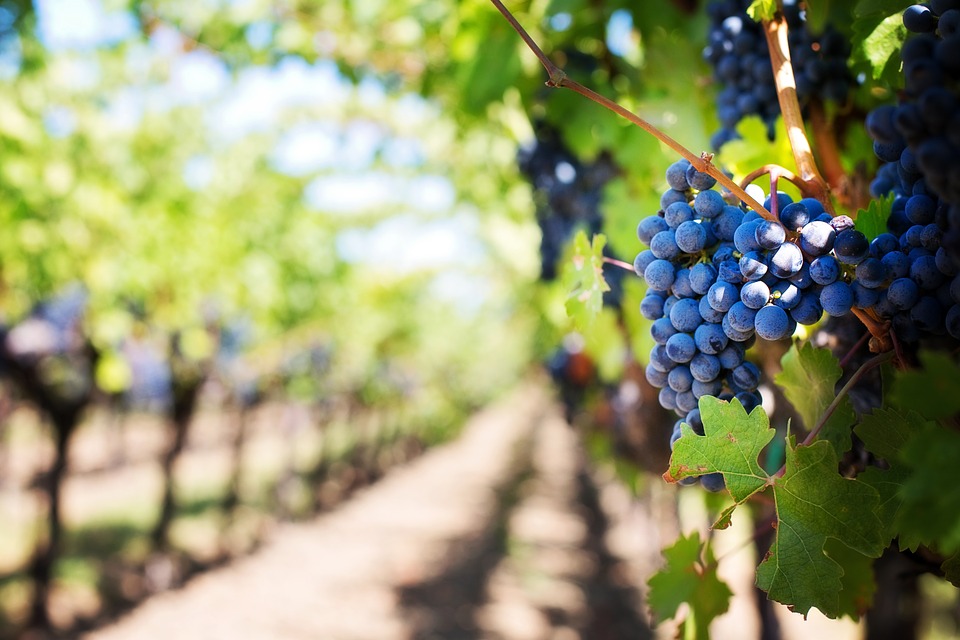 Sardegna, produzione vino: +37% negli ultimi 5 anni