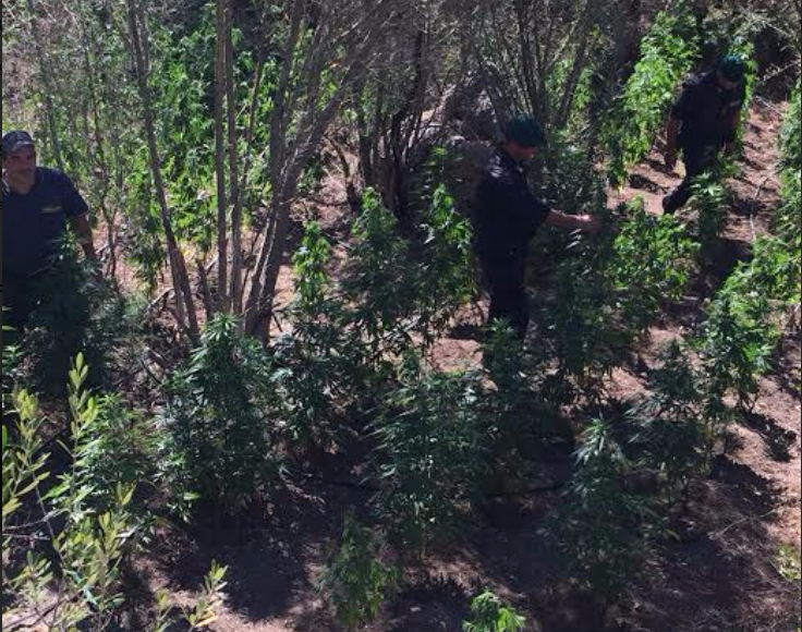 Scoperta piantagione di cannabis a Oschiri: un arresto