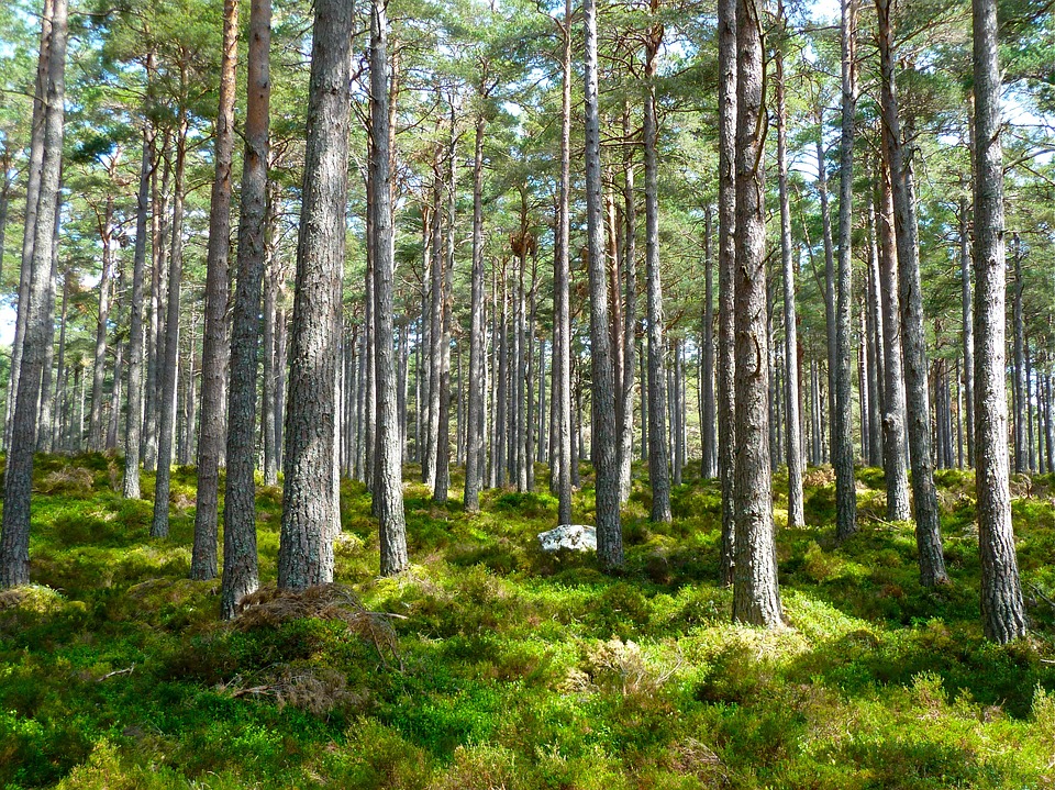 Biodiversità: un progetto per il rilancio della foresta di Burgos