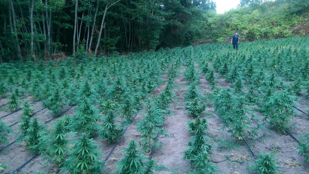 Olbia: scoperta mega piantagione di marijuana, sequestrate 4000 piante