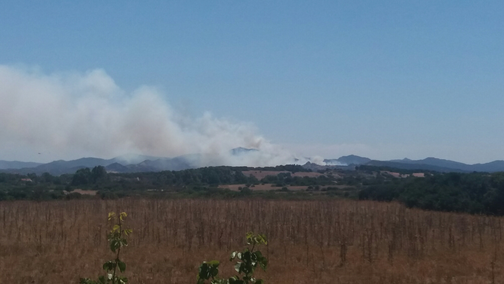 Olbia: incendio in corso a Berchiddeddu