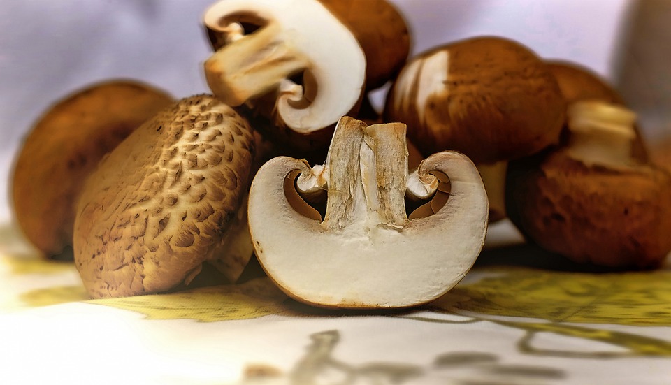 Raccolta funghi: ad Alà dei Sardi serve il 