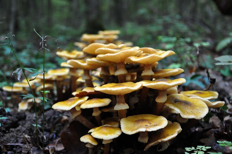 Tagliatelle ai funghi velenosi: 3 persone al Pronto Soccorso