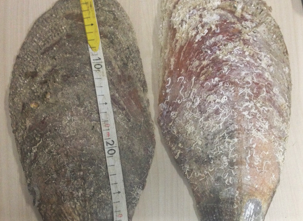 Golfo Aranci, souvenir illegale per un turista: sequestrata Pinna Nobilis