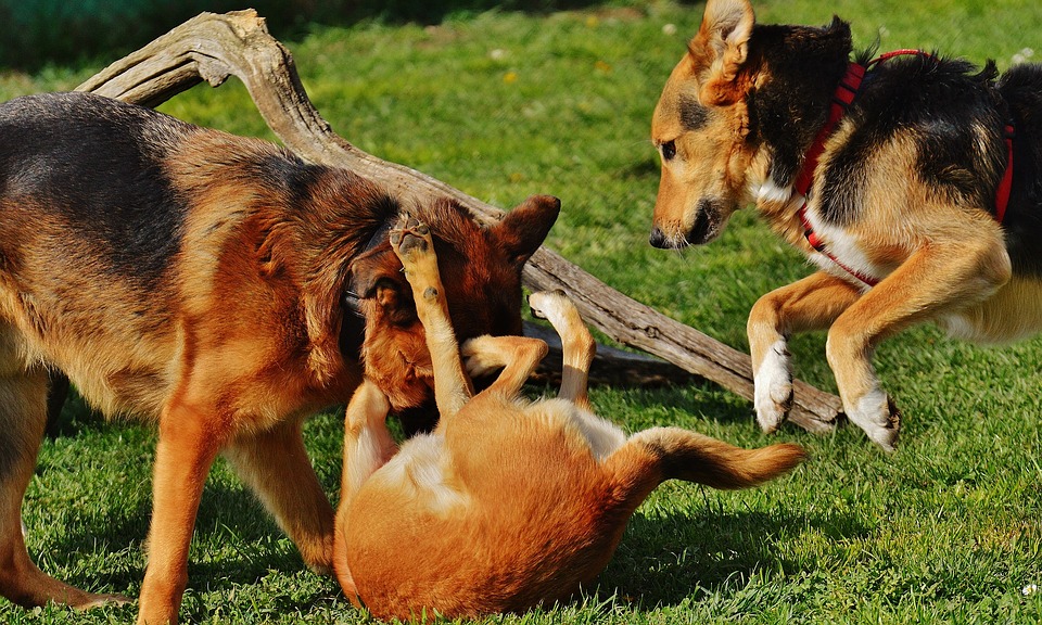 Telti: la microcippatura dei cani è su prenotazione