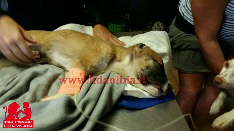 Olbia: cucciolo avvelenato col topicida e preso a bastonate