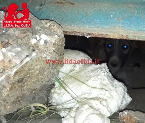 Olbia: cucciolo murato vivo sotto ad un container