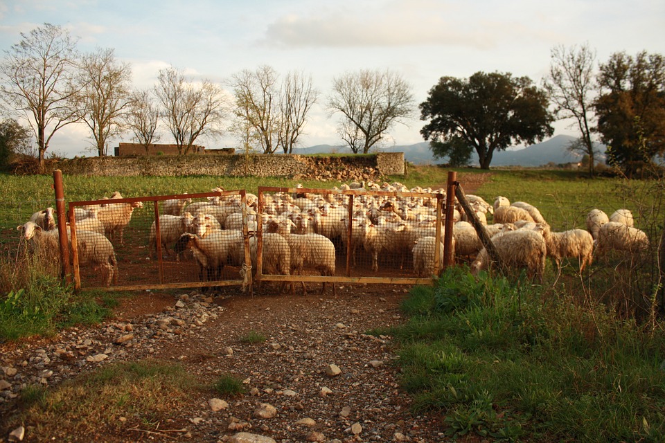 Parassitosi degli ovini: se n'è discusso tra esperti all'Università di Sassari