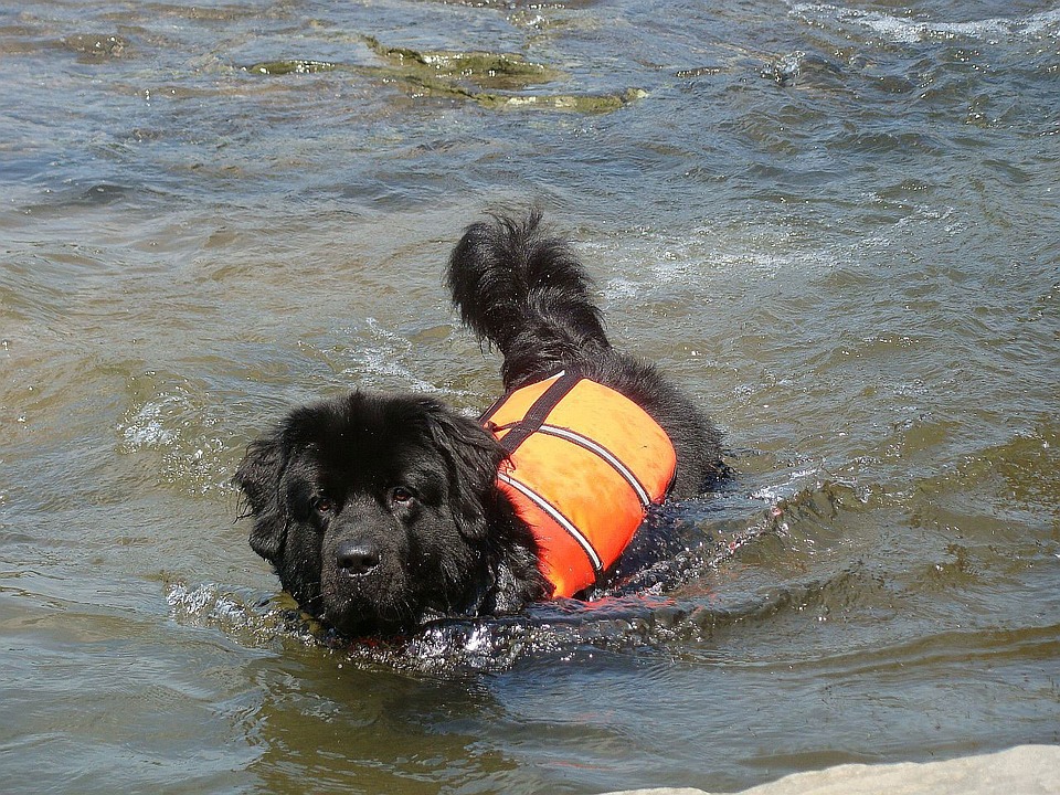 Pittulongu: domani esercitazione con i cani da salvamento