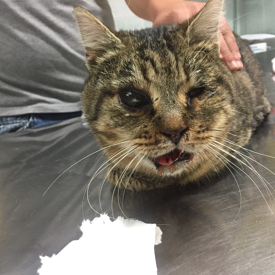 Gatto ucciso con un petardo esploso in bocca
