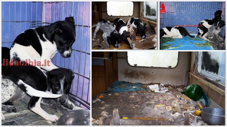Olbia: cuccioli rinchiusi nella roulotte-prigione