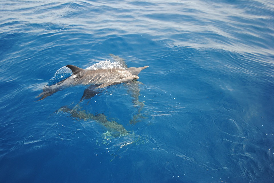 Aree Marine Protette, delfini: stanziati i fondi per la ricerca