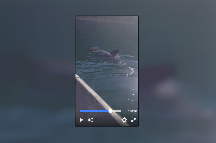 *VIDEO* Olbia: ecco lo squalo elefante a Tavolara