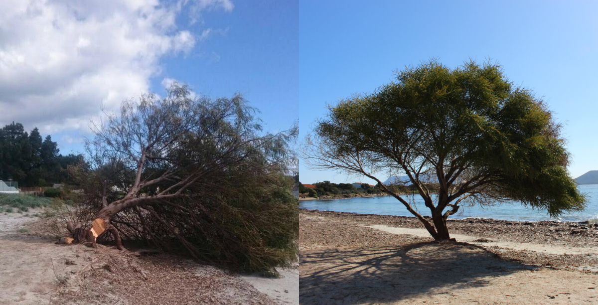 Mare e Rocce: buttato giù il bellissimo albero di Acacia