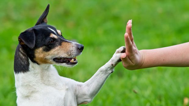 Maggio: Prosegue l'attività di anagrafe canina dei Veterinari della Assl di Olbia in Gallura