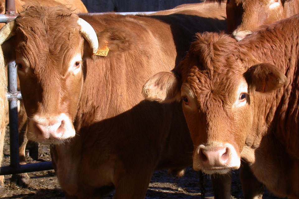 Sequestrati animali da reddito per maltrattamenti