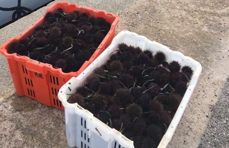 Gallura, pesca illegale: sequestrati 600 ricci di mare