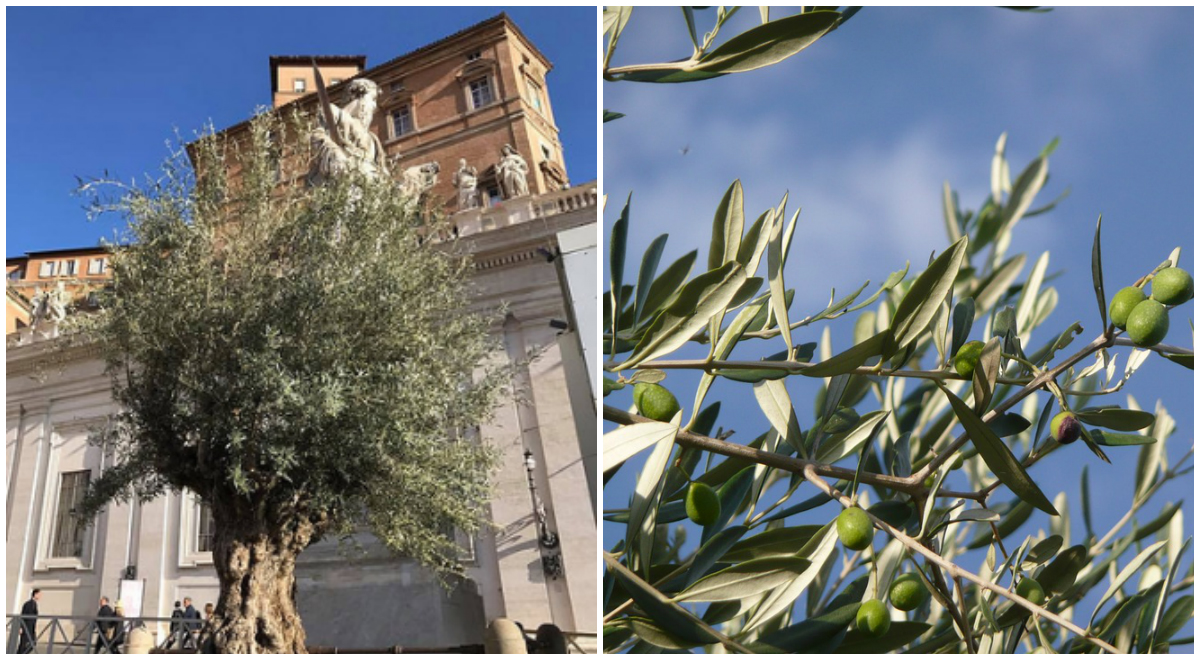Gli ulivi sardi distribuiti in piazza San Pietro
