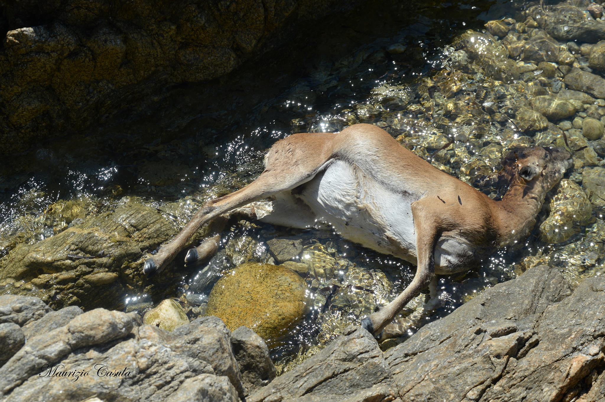 Golfo Aranci: muflone inseguito da cani cade dalla scogliera
