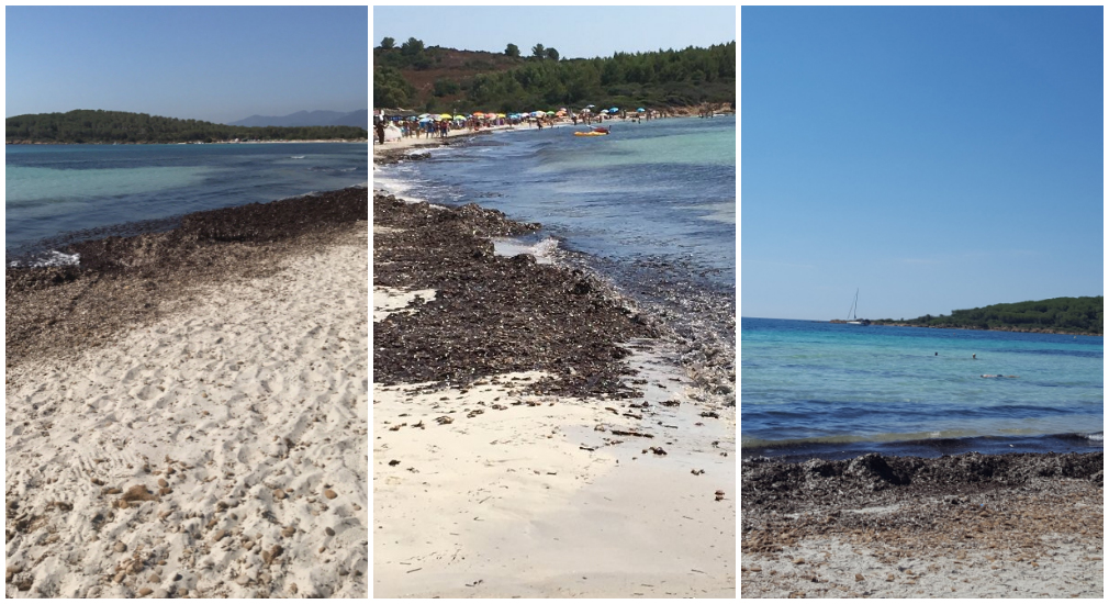 Cala Brandinchi invasa dalle alghe? Fioccano le recensioni negative