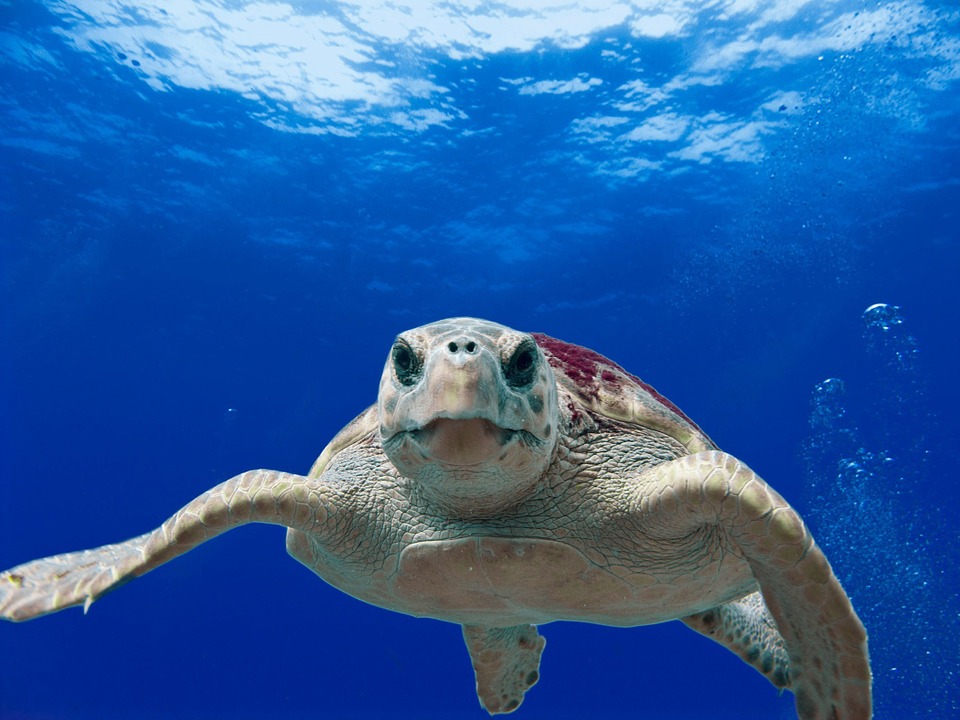 La tartaruga caretta caretta nidifica in Sardegna: 