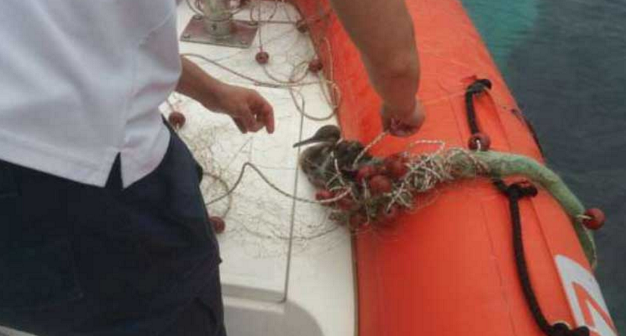 Golfo Aranci: la Guardia Costiera salva un cormorano