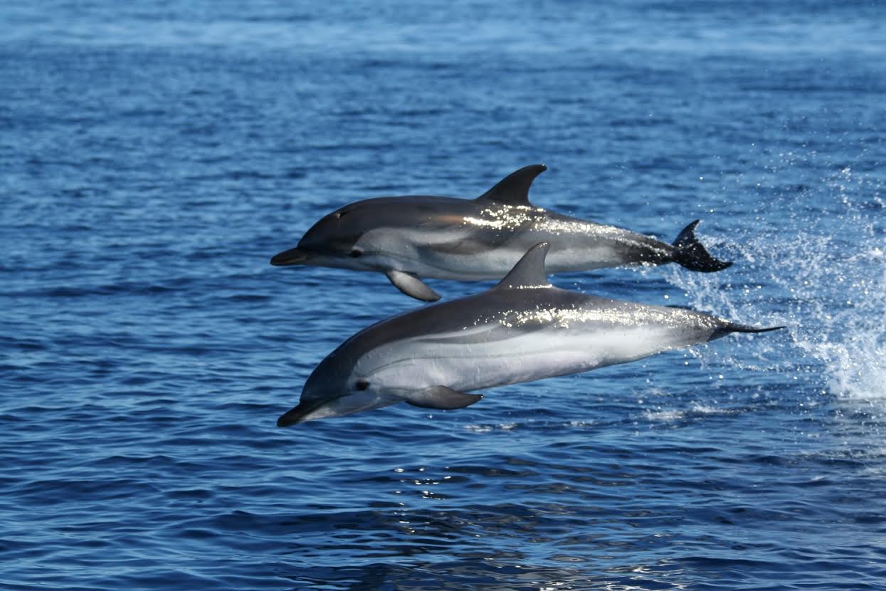Monitoraggio cetacei su Sardinia Ferries: avvistate 23 balenottere e 30 branchi di stenelle