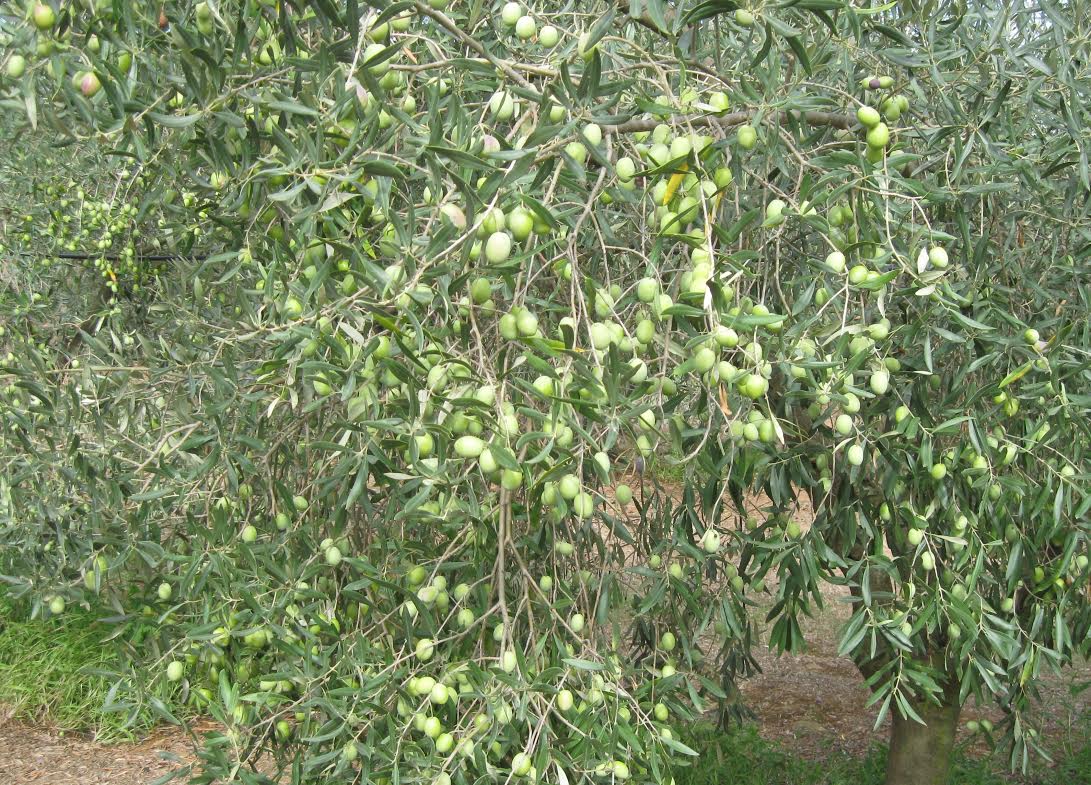 Università di Sassari: ecco il corso internazionale sulle olive da mensa