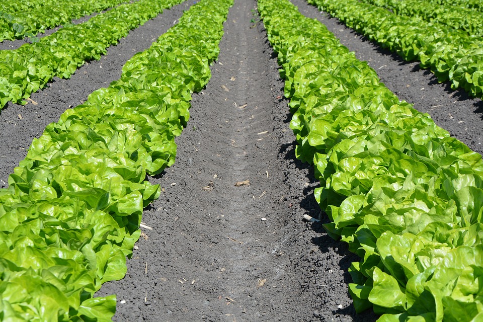 Imprenditori agricoli: sbloccati i pagamenti