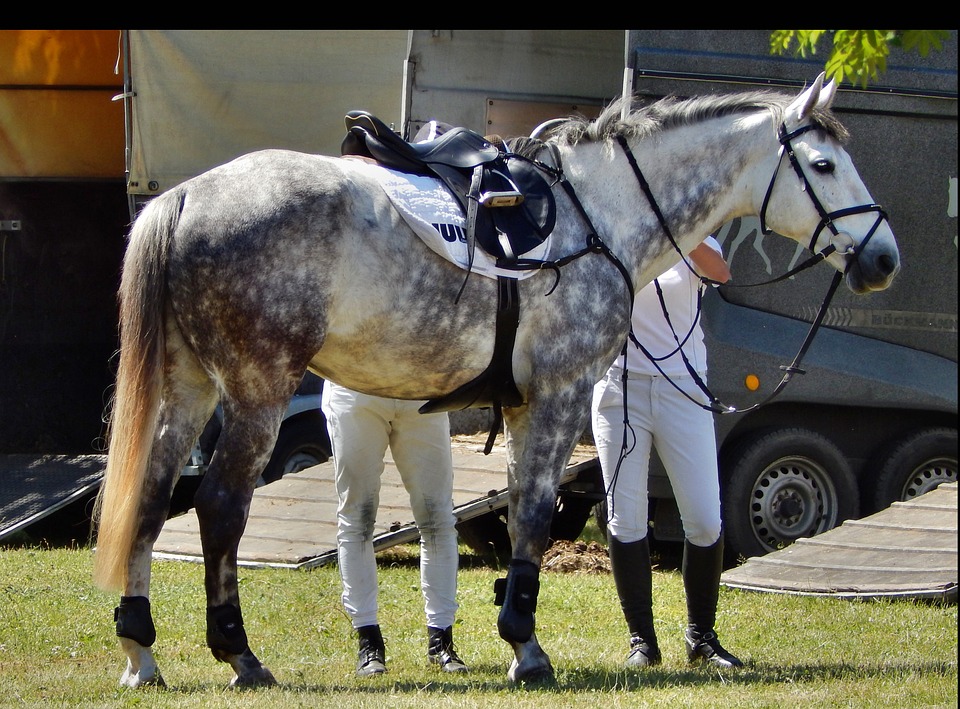 Sardegna Jumping Tour 2017: via al rilancio del cavallo sardo