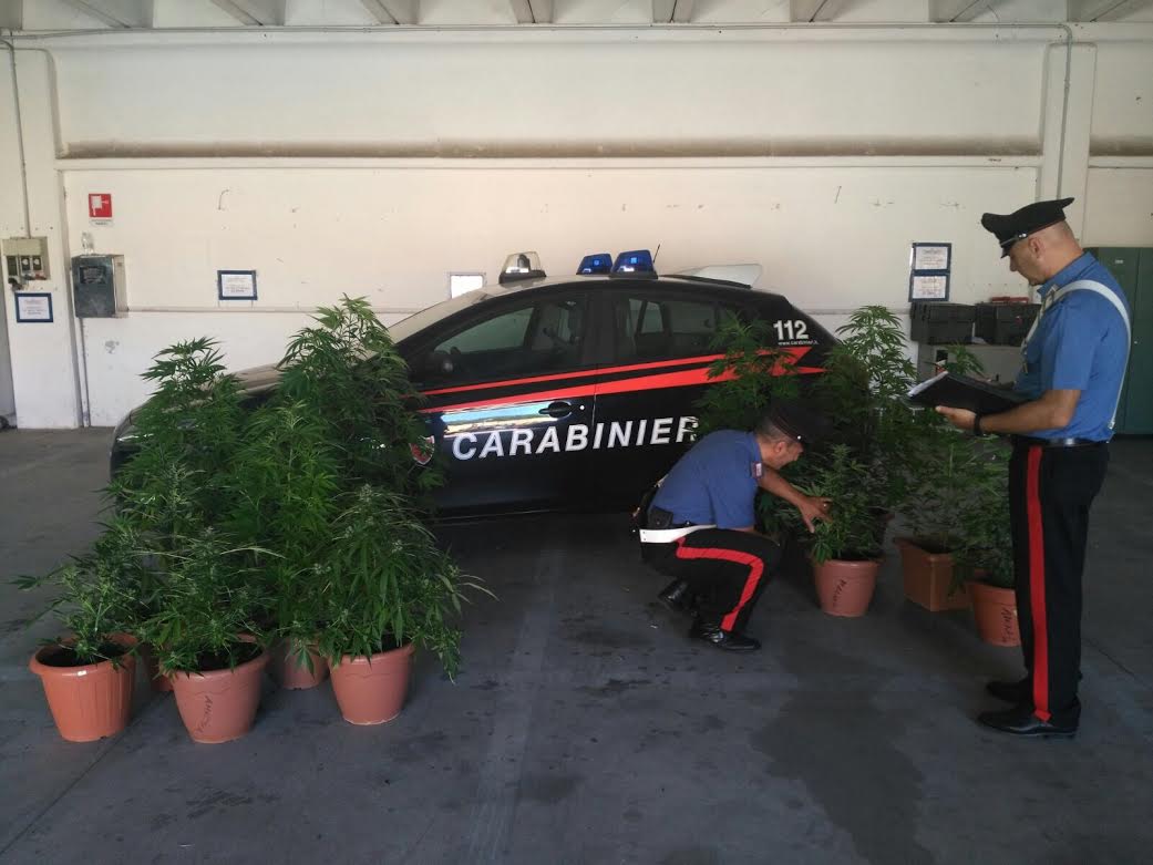 Coltiva marijuana sul terrazzo: arrestato 59enne