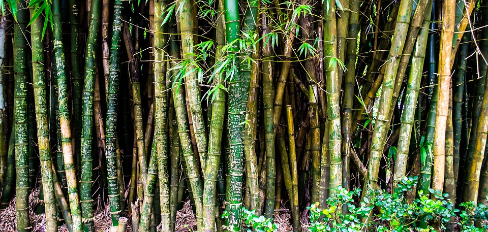 L'Università di Sassari in Perù: proteggere l'ambiente con coltivazioni di bambù