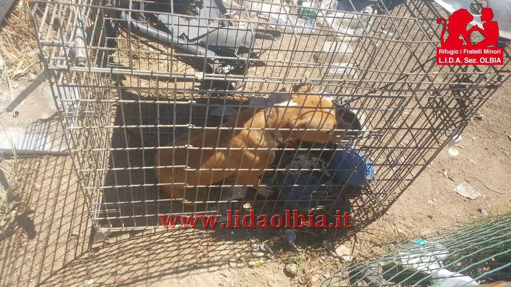 Olbia: cane legato in gabbia sotto al sole cocente