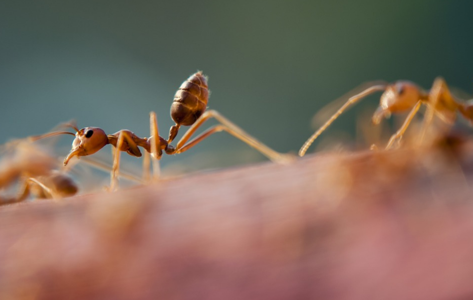 Olbia. Invasione di formiche: chiude il Centralino
