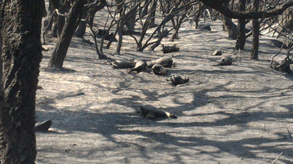 Emergenza incendi: un ustionato, strage di animali