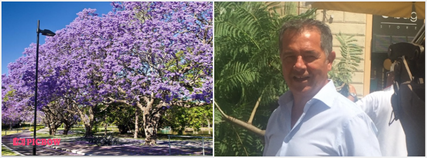 Olbia: tornano gli alberi in Piazza Regina Margherita