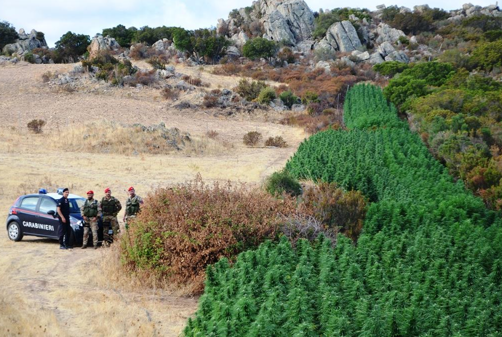 Olbia, sequestrata maxi piantagione cannabis: 2 arresti
