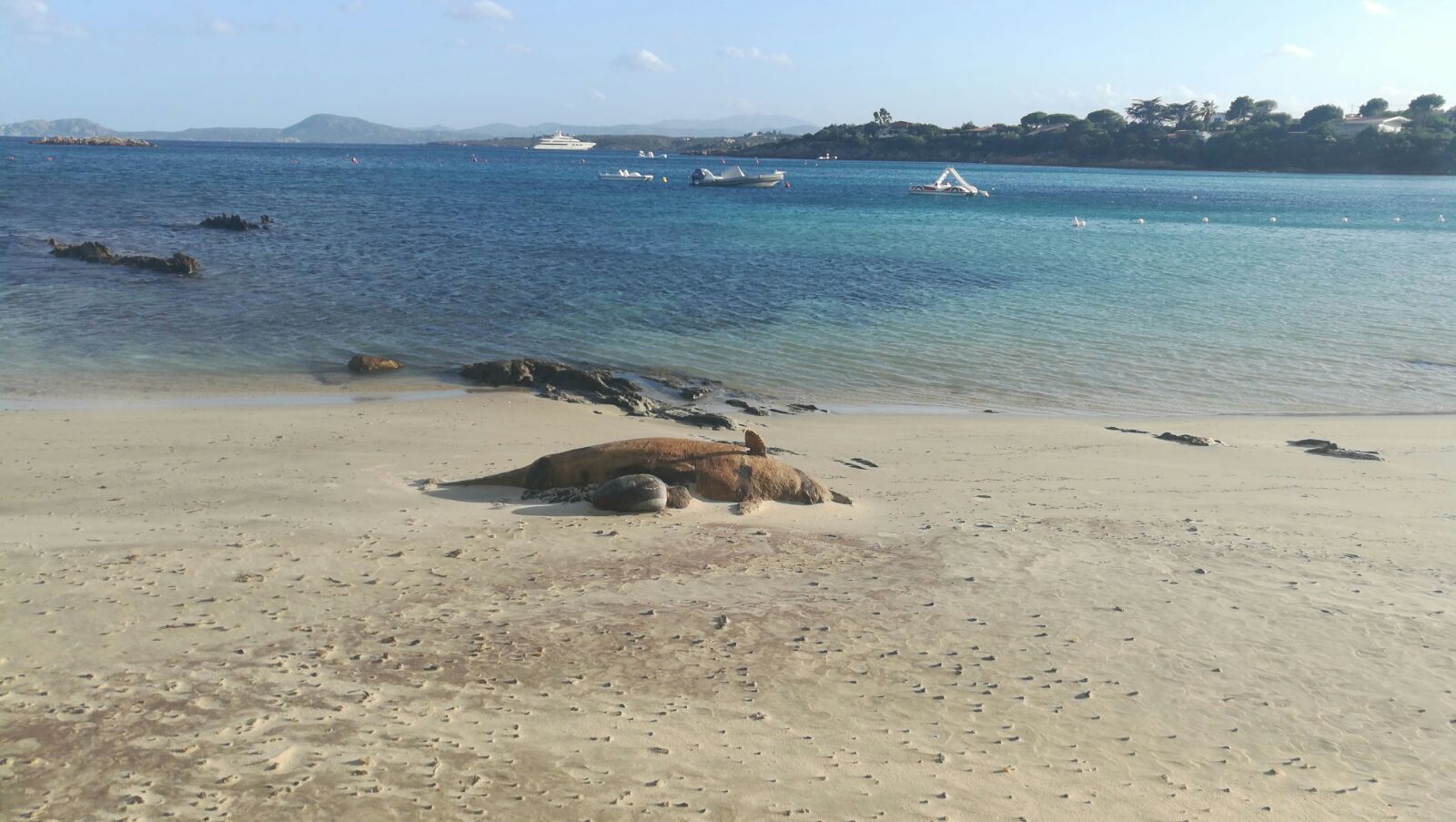 Cala Sassari: delfino morto da due giorni sulla spiaggia