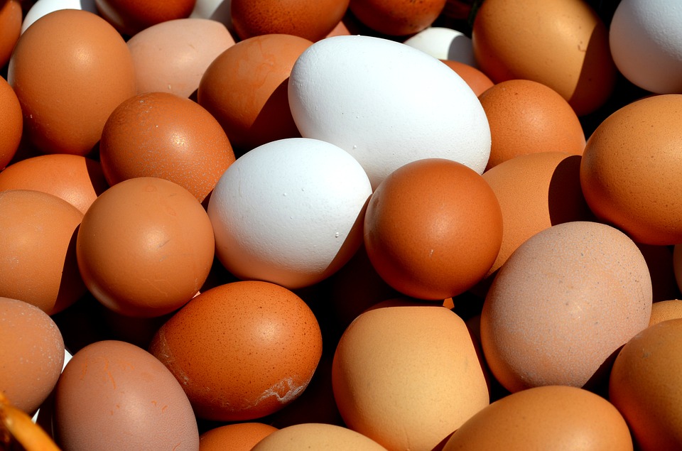Sardegna: al macero 13.140 uova di gallina di dubbia provenienza