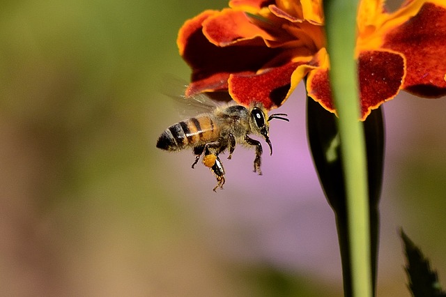 Sardegna: la siccità dimezza le api