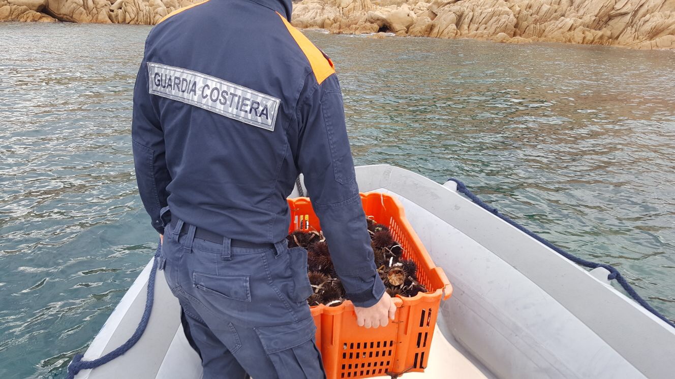 Olbia. Pesca abusiva di ricci a Tavolara: maxi multa per un pescatore