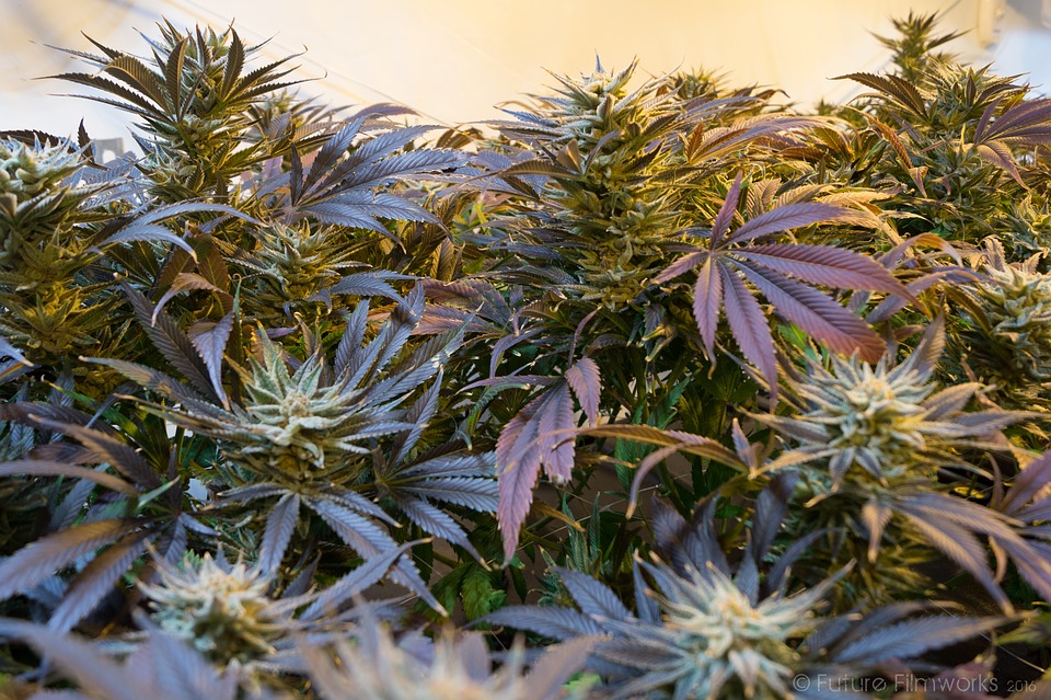 Scoperta piantagione di marijuana in un terreno comunale