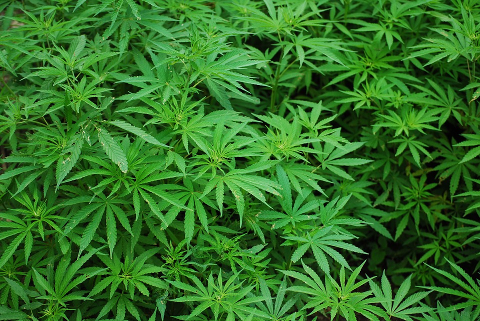 Scovate 2.380 piante di Marijuana: un arresto