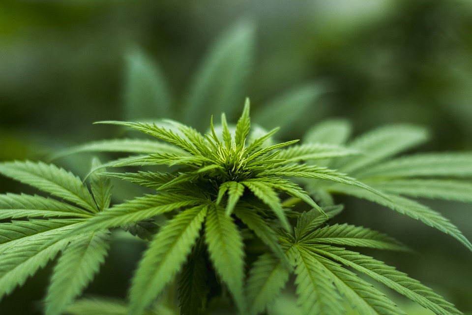 Olbia, a Cabu Abbas 8 piante di marijuana: denunciato 55enne