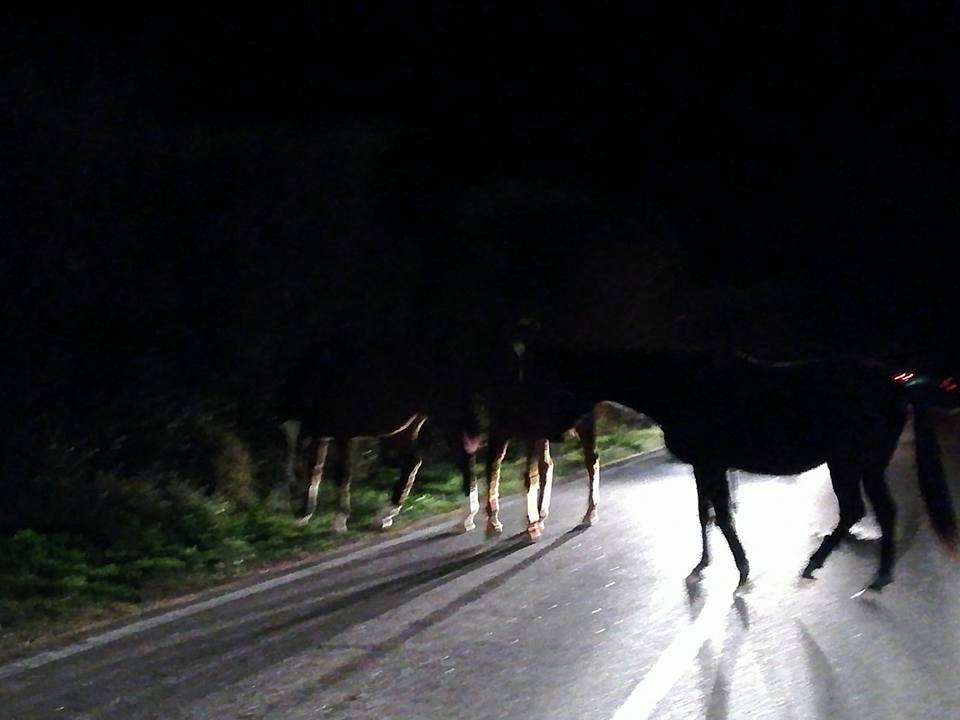 Olbia. Cavalli in mezzo alla strada, Ages: 