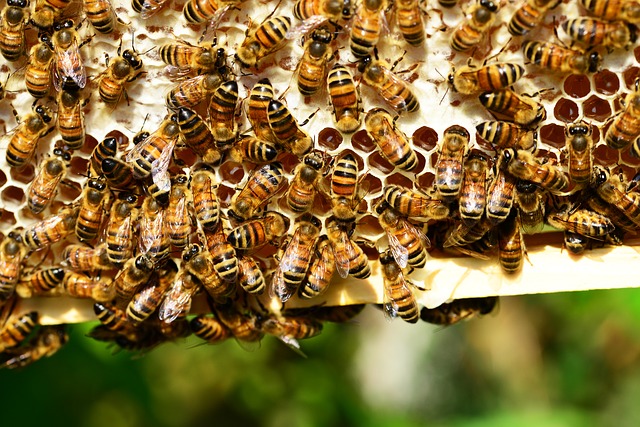 Sardegna, apicultura: stanziati 520 mila euro
