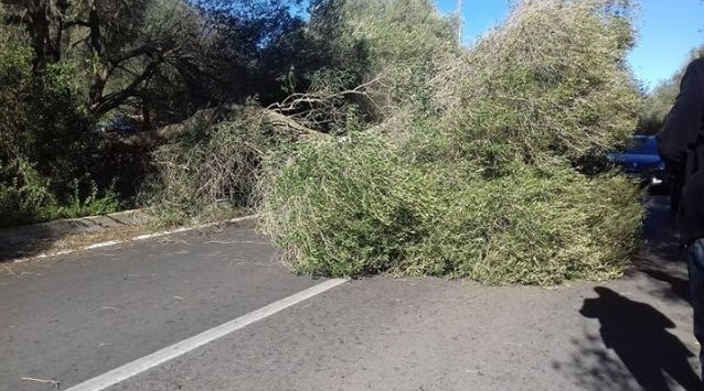 Olbia: albero caduto a Santa Lucia