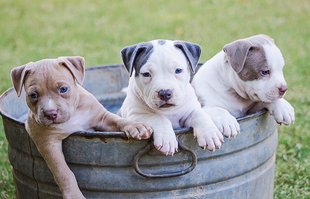 Olbia: stanziati 5 mila euro per la sterilizzazione di cani di sesso femminile