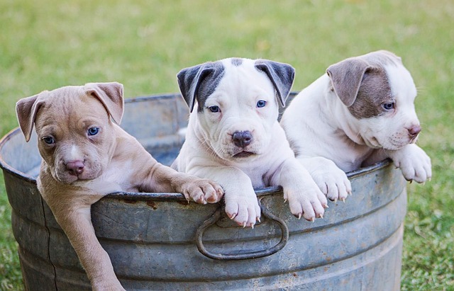 Olbia, cani e gatti: ecco la sterilizzazione gratuita