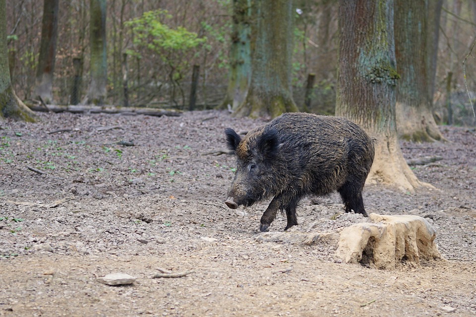 La truffa del cinghiale congelato finisce sui quotidiani internazionali